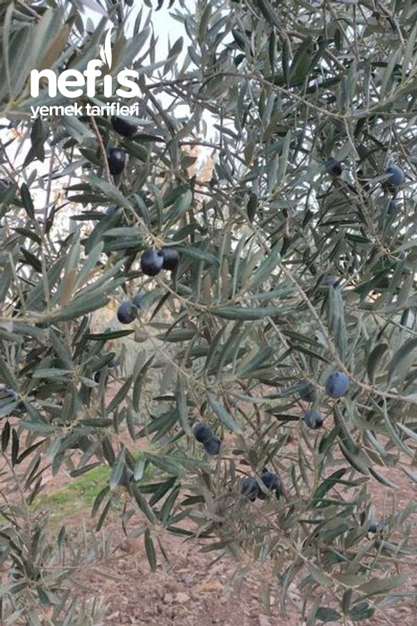 Kahvaltılık Siyah Zeytin Tatlandırması Sallama Ve Yuvarlama Usulü