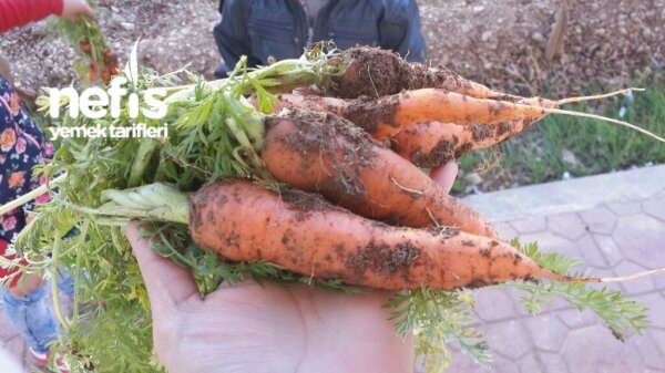 nefis yemek tarifleri