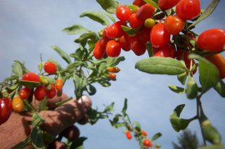 Goji Berry Faydaları Nelerdir? Şifa Kaynağı Kurt Üzümü Tarifi