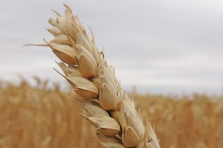Siyez Buğdayı Nedir? Nerede Yetişir? Faydaları, Özellikleri Tarifi
