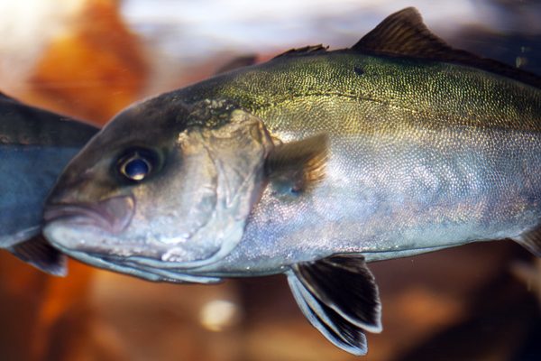 alabalik avi nasil yapilir nefis yemek tarifleri