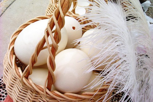 Deve Kuşu Yumurtası: Fiyatı, Faydaları, Yenir Mi? Tarifi