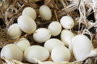 Kaz Yumurtası: Fiyatı, Faydaları, Yenir mi? Tarifi