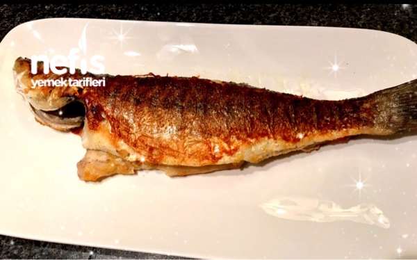 Levrek Balığı