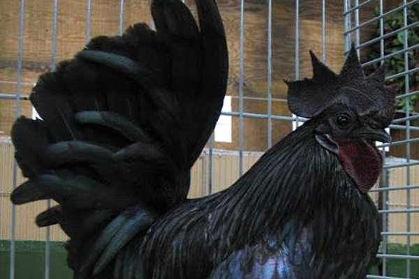 Kara Tavuk Siyah Tavuklar Hakkında Tüm Merak Edilenler Nefis Yemek