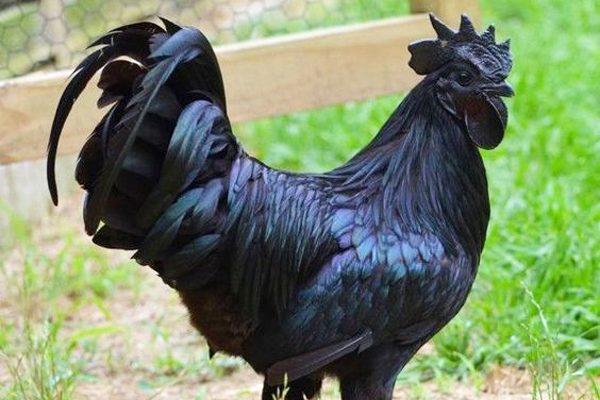 Kara Tavuk: Siyah Tavuklar Hakkında Tüm Merak Edilenler Tarifi