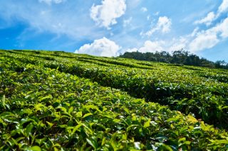 Çay Hakkında Çok Şaşırtıcı 20 İlginç Bilgi Tarifi