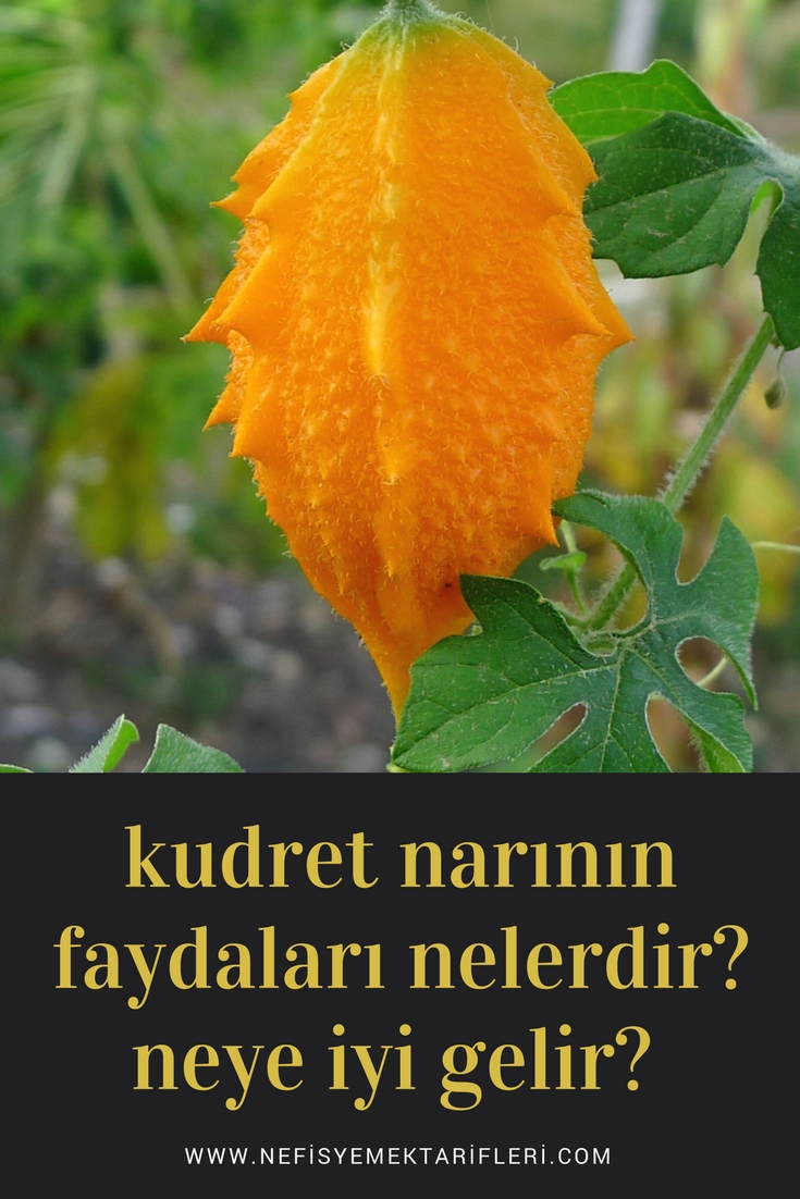 Kudret narının faydaları Kudret narının faydaları