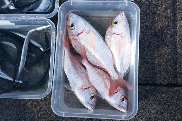 Mercan Balığı Nasıl Temizlenir? Faydaları, Avı, Çeşitleri Tarifi