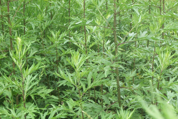 Misk Otu Nedir? Faydaları Nelerdir? Nasıl Kullanılır? - Nefis Yemek ...