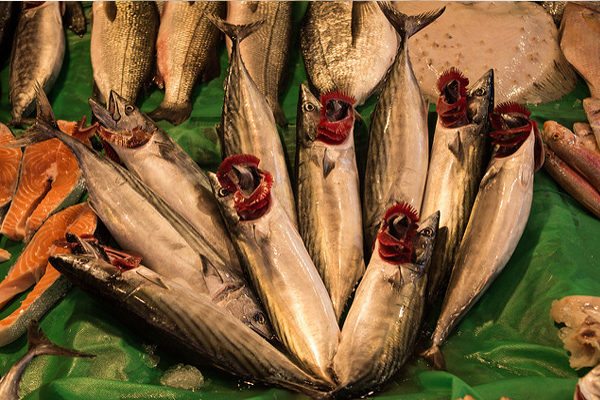 Torik Balığı Nasıl Pişirilir? Nasıl Avlanır? Tarifi