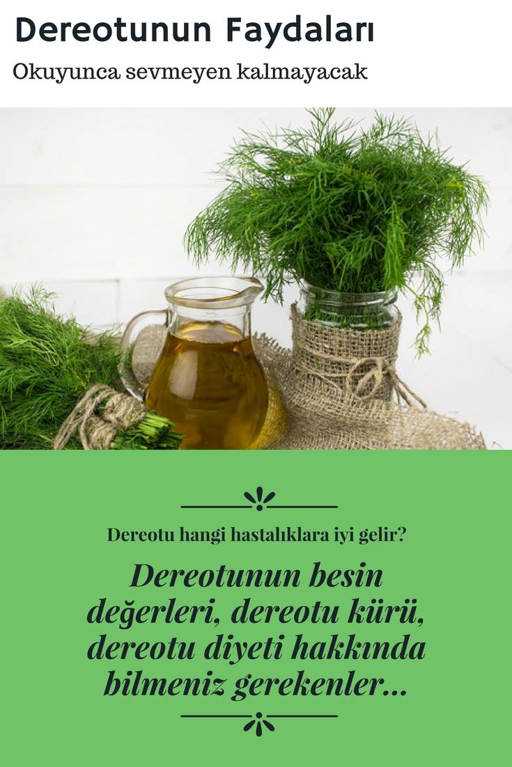 Fesleğen Otu Nerelerde Hangi Yemeklerde Kullanılır Yararları Zararları Fesleğen Otu Nerelerde Hangi Yemeklerde Kullanılır Yararları Zararları