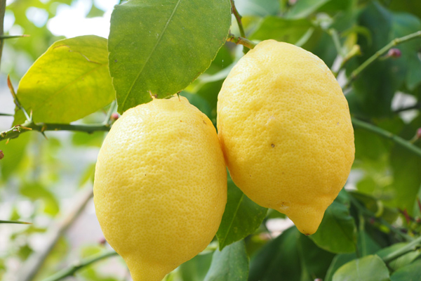 limon faydası