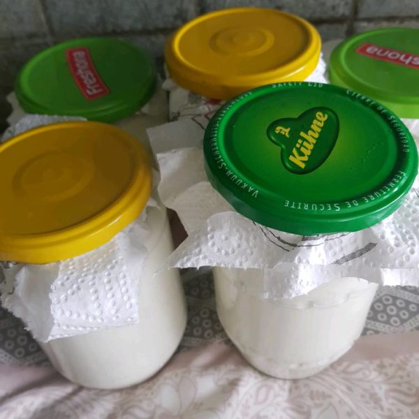 Hazır Sütle Evde Yoğurt Yapımı Nefis Yemek Tarifleri