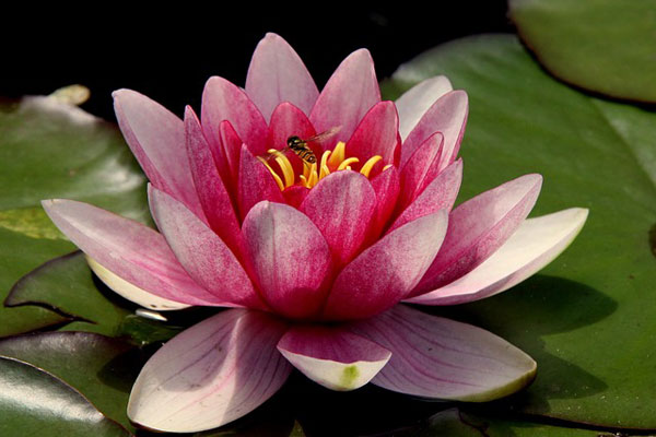 lotus çiçeği nilüfer