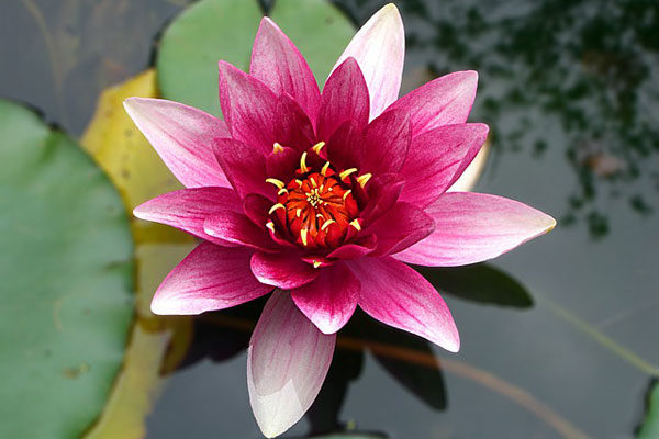 Lotus Çiçeği: Anlamı, Özellikleri ve Faydaları Tarifi