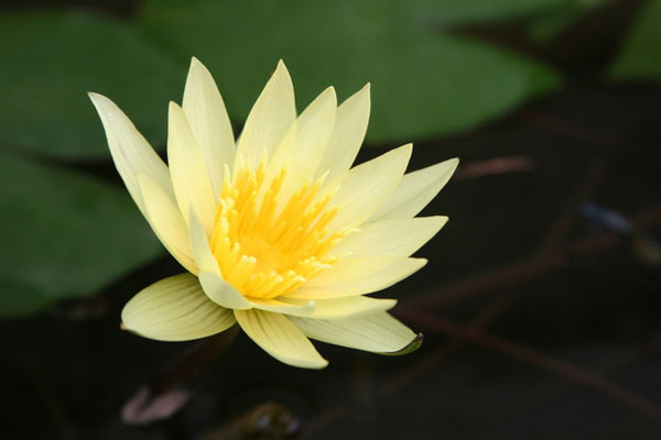 lotus çiçeği faydaları