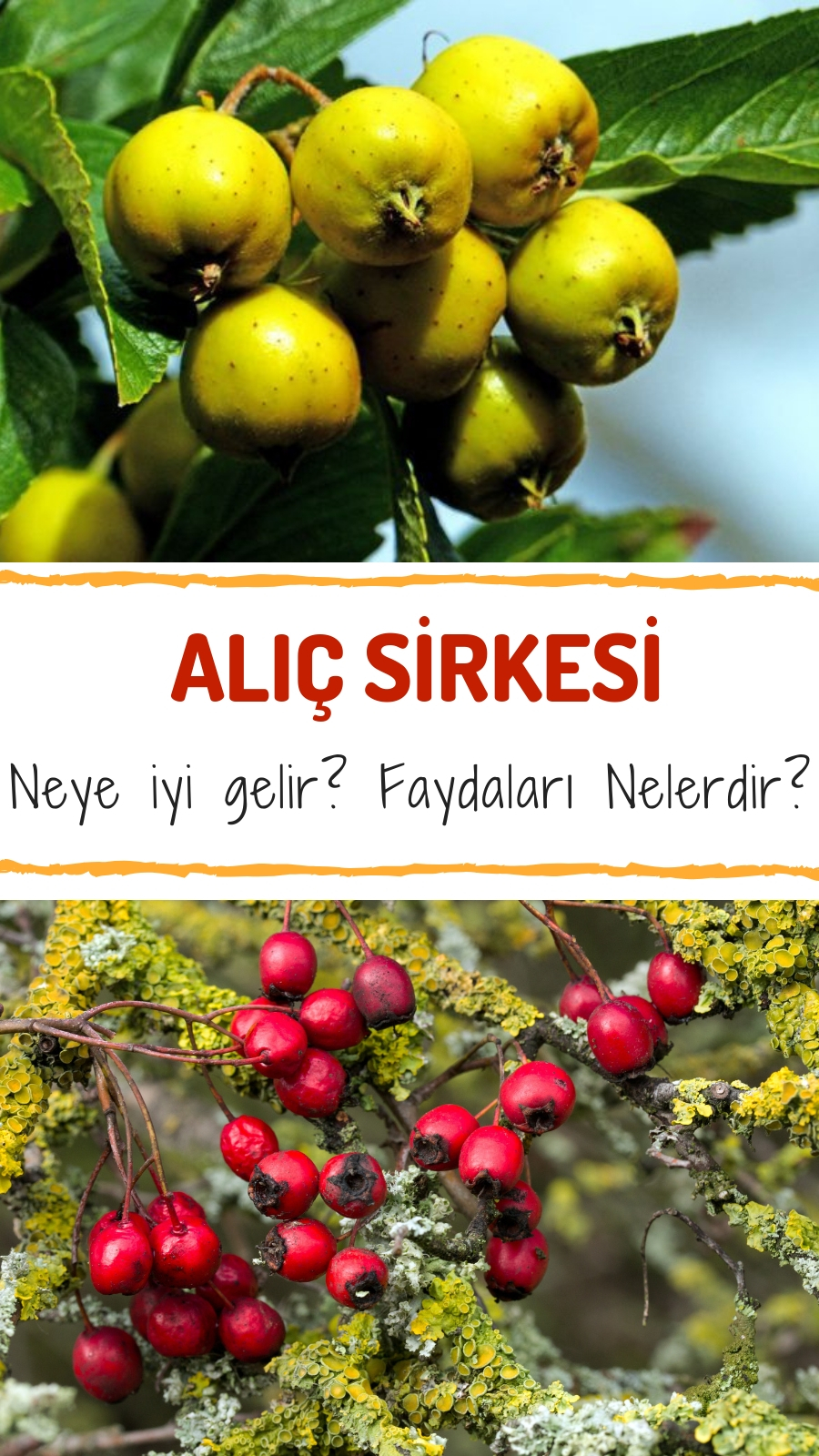 Alıç meyvesi nasıl kullanılmalıdır Alıç meyvesi nasıl kullanılmalıdır