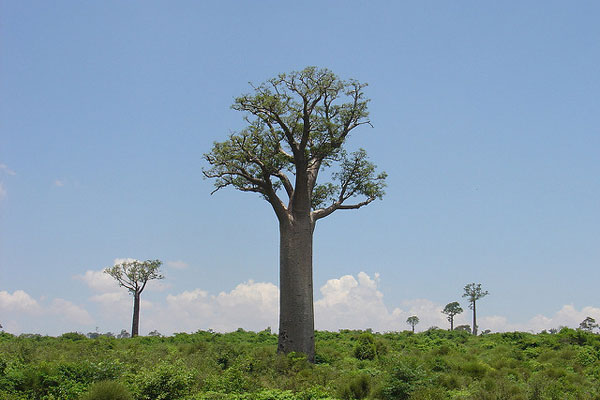 baobab ağaçları