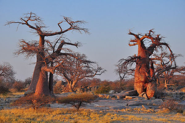 baobab ağaçları neden ölüyor