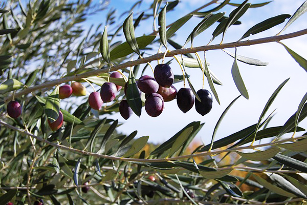 zeytin yapraÄŸÄ± faydalarÄ±