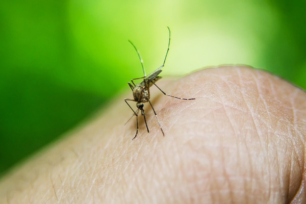 sivrisinek kovucu