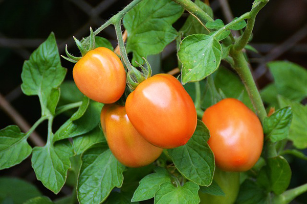 saksıda domates