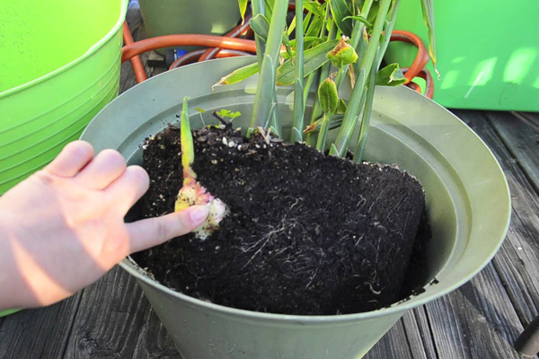 zencefil bitkisi nasıl yetiştirilir