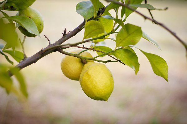 5 adimda en verimli limon nasil yetistirilir nefis yemek tarifleri