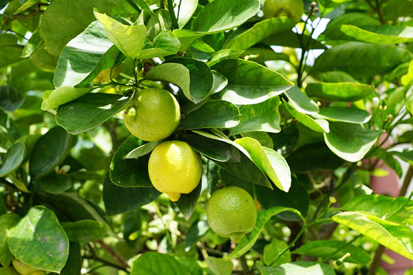 limon nasıl yetiştirilir