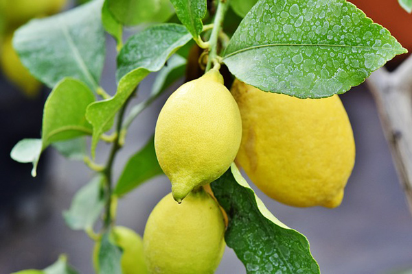 limon ağacı nasıl yetiştirilir