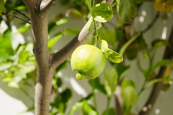 limon nasıl yetiştirilir