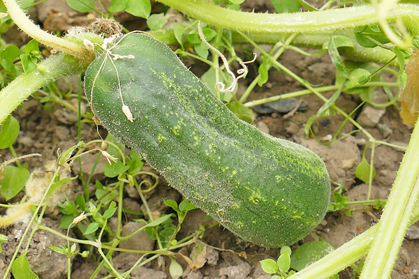 how to grow cucumber