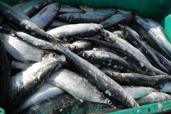 Ringa Balığı Nasıl Pişirilir, Temizlenir Ve Avlanır? Ringa Balığı Faydaları Ve Özellikleri