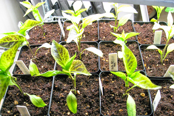 pepper cultivation