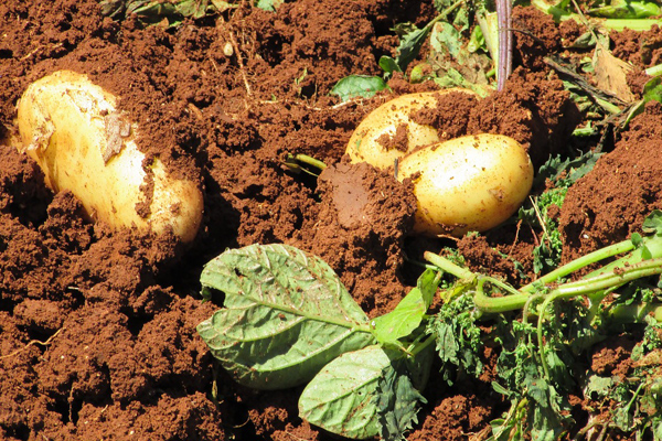 patates nasıl yetişir