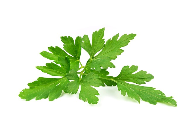 Maydanoz Kaç Kalori? Besin Değerleri, Zayıflatır Mı? Tarifi Maydanoz Kaç Kalori? Besin Değerleri, Zayıflatır Mı? Tarifi