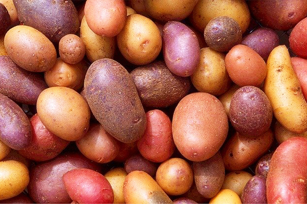 patates çeşitleri