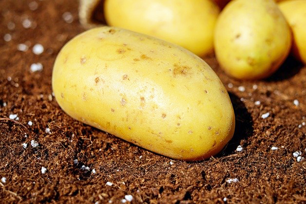 sarı bamba patates