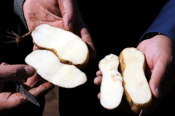 beyaz fianna patates