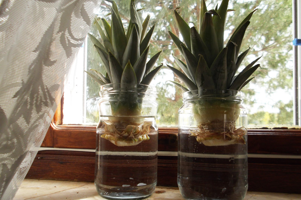 how to grow pineapple