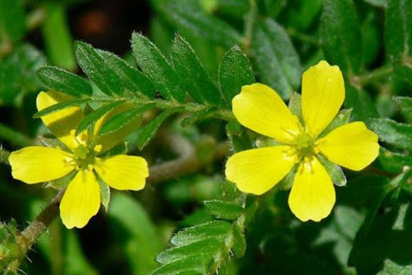 Potentilla yüksek tansiyon