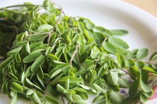Moringa Bitkisi: 10 Mucizevi Faydası Tarifi