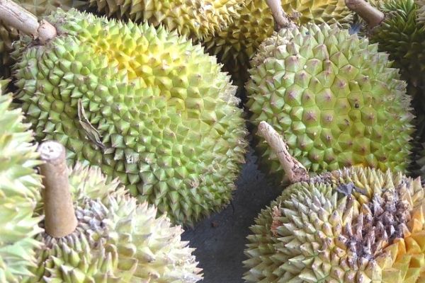 Durian Meyvesi Tadi Cennet Kokusu Cehennem Nefis Yemek Tarifleri