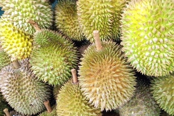 Durian Meyvesi Tadi Cennet Kokusu Cehennem Nefis Yemek Tarifleri