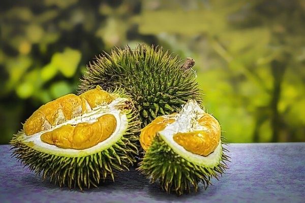 Durian Meyvesi: Tadı Cennet Kokusu Cehennem Tarifi Durian Meyvesi: Tadı Cennet Kokusu Cehennem Tarifi