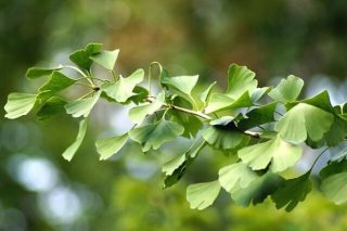 Mabet Ağacı Yaprağının 6 Önemli Faydası Tarifi