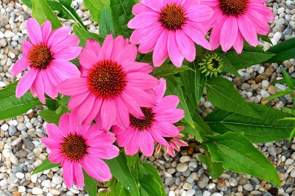 echinacea