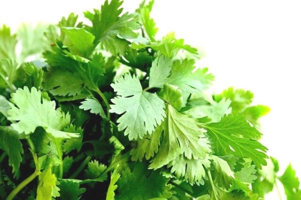 Kişnişin Hiç Duymadığınız 10 Faydası Tarifi Kişnişin Hiç Duymadığınız 10 Faydası Tarifi