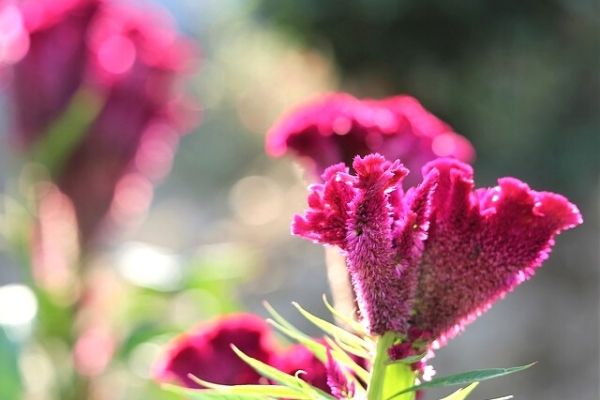 horoz ibiği çiçeği bakımı